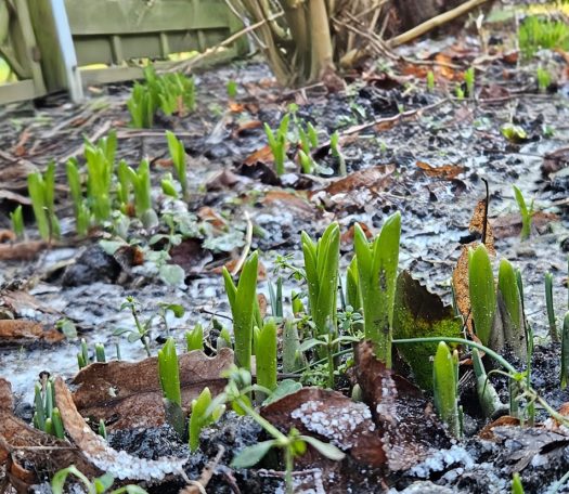 Erste Frühlingsboten