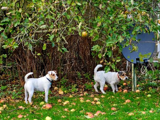 Who let the dogs out!?